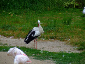 289-2006-07-09 Dierentuin