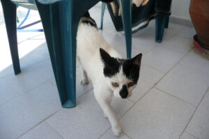 289-2009-05-27 Karpathos
