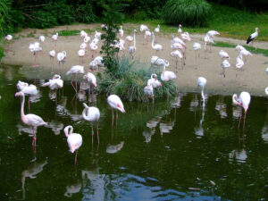 290-2006-07-09 Dierentuin