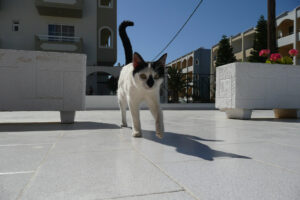 290-2009-05-27 Karpathos