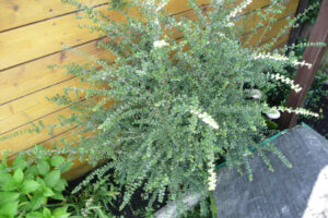 290-2010-08-14 Tuin
