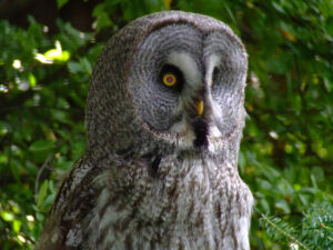 291-2006-07-09 Dierentuin