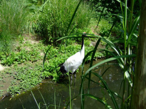 292-2006-07-09 Dierentuin