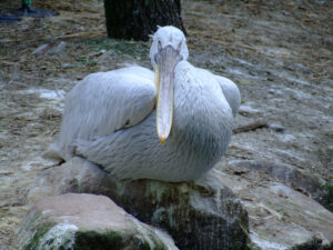 293-2006-07-09 Dierentuin