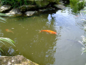 294-2006-07-09 Dierentuin