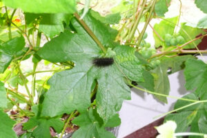294-2008-07-22 Tuin