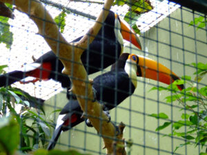 296-2006-07-09 Dierentuin
