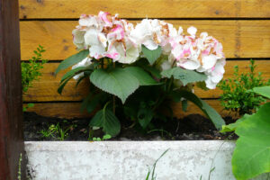 298-2008-07-22 Tuin