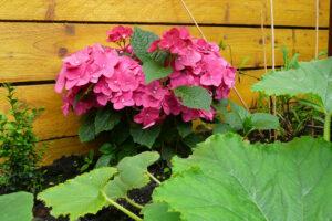 299-2008-07-22 Tuin
