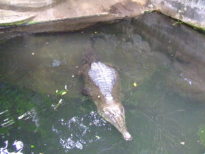 304-2006-07-09 Dierentuin
