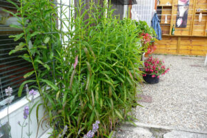 306-2008-07-22 Tuin