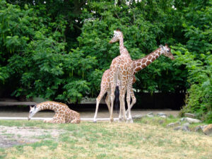 308-2006-07-09 Dierentuin