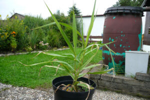 308-2008-07-22 Tuin