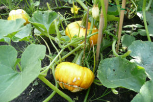 308-2010-08-14 Tuin