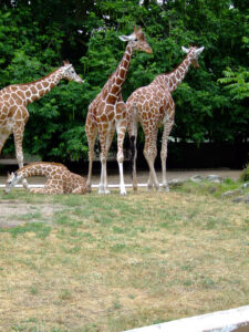 309-2006-07-09 Dierentuin
