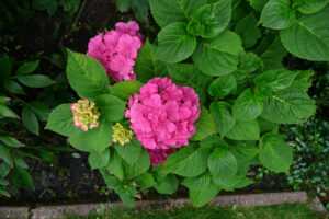 309-2008-07-22 Tuin