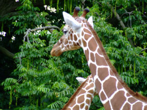 310-2006-07-09 Dierentuin