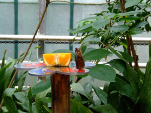 312-2006-07-09 Dierentuin