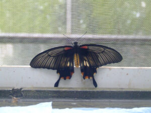 314-2006-07-09 Dierentuin