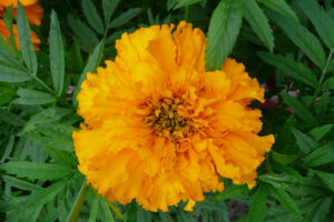 314-2008-07-22 Tuin