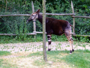 315-2006-07-09 Dierentuin