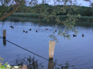 316-2005-06-02 Carpmania