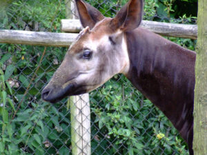 316-2006-07-09 Dierentuin