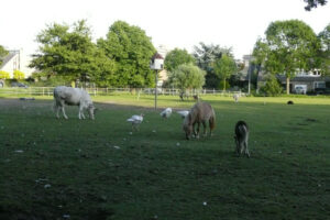 316-2009-06-05 Pharos bouw