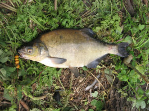 317-2005-06-03 Carpmania