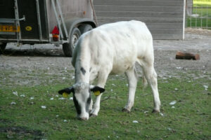318-2009-06-05 Pharos bouw