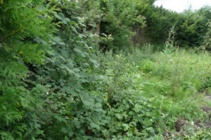 321-2010-08-14 Tuin