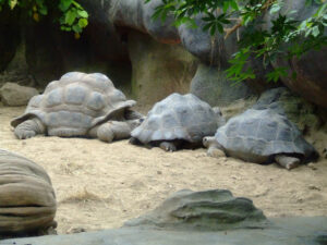 329-2006-07-09 Dierentuin