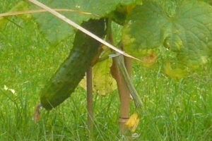 330-2008-07-26 Tuin