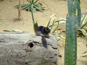 332-2006-07-09 Dierentuin