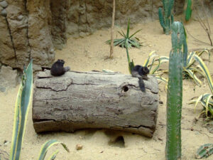 333-2006-07-09 Dierentuin