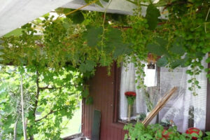 335-2009-06-08 Tuin
