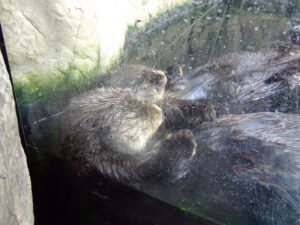 337-2006-07-09 Dierentuin