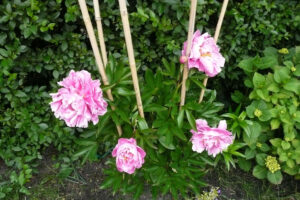 337-2009-06-08 Tuin