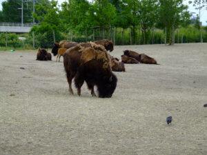 339-2006-07-09 Dierentuin