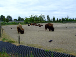 340-2006-07-09 Dierentuin