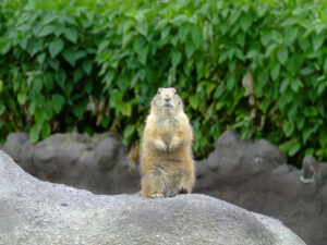 341-2006-07-09 Dierentuin