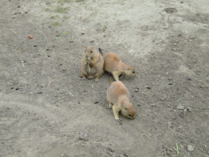 342-2006-07-09 Dierentuin
