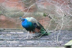342-2007-12-25 Amersfoort en dierentuin
