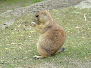 344-2006-07-09 Dierentuin
