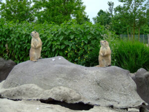 346-2006-07-09 Dierentuin