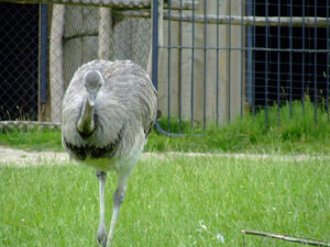 347-2006-07-09 Dierentuin