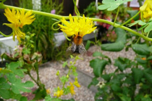 348-2008-08-03 Tuin