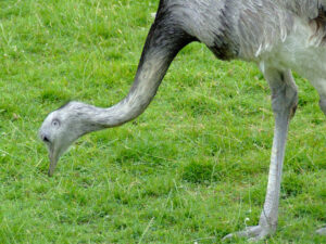349-2006-07-09 Dierentuin