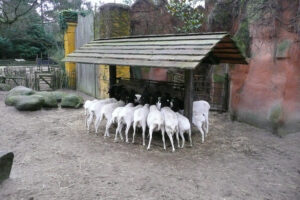 358-2007-12-25 Amersfoort en dierentuin
