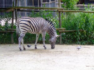 368-2006-07-09 Dierentuin